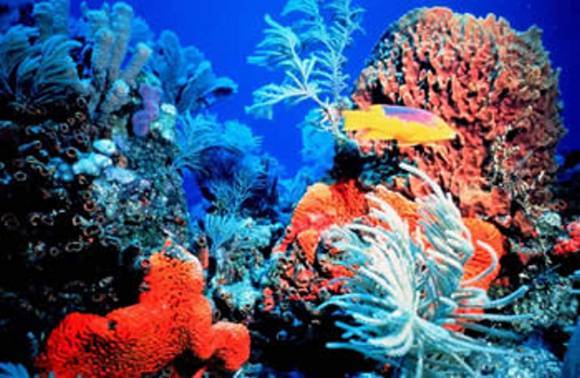 Los corales de Villa Clara