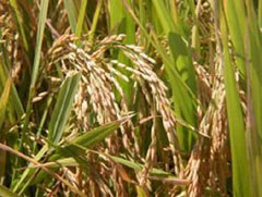 Variedades de arroz para suelos salinosariedades de arroz para suelos salinos